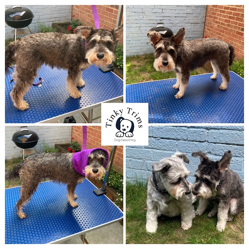 Tinky Trims Dog Grooming — dog groomers