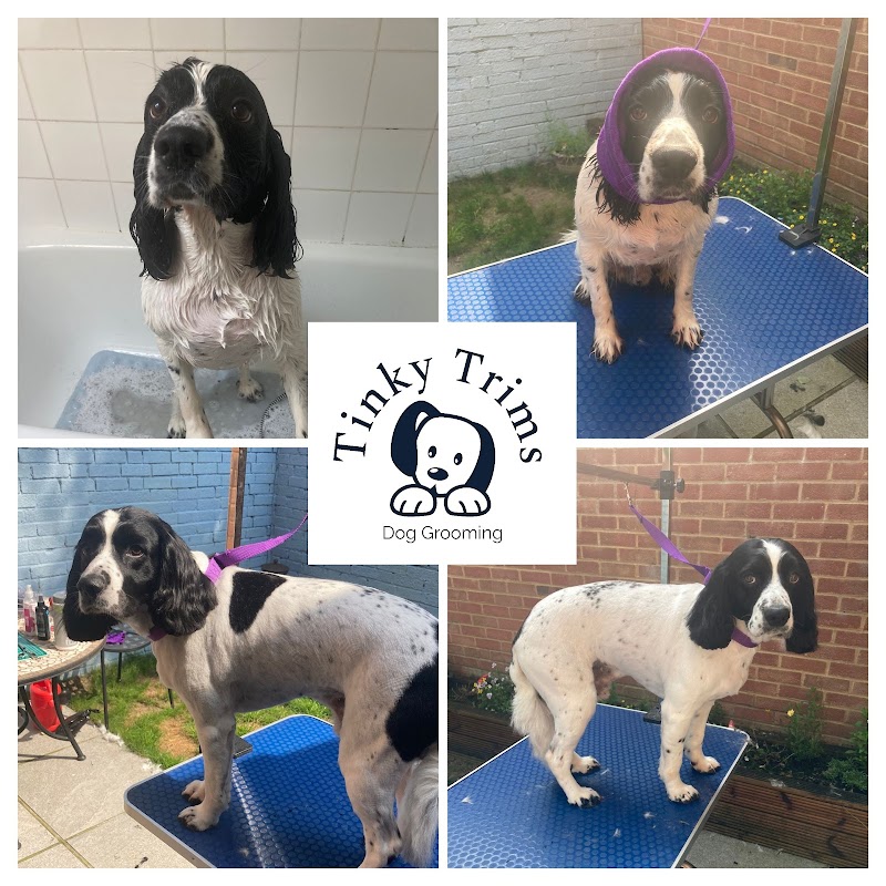 Tinky Trims Dog Grooming photo 3